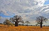 TANZANIA - Tarangire National Park - 02